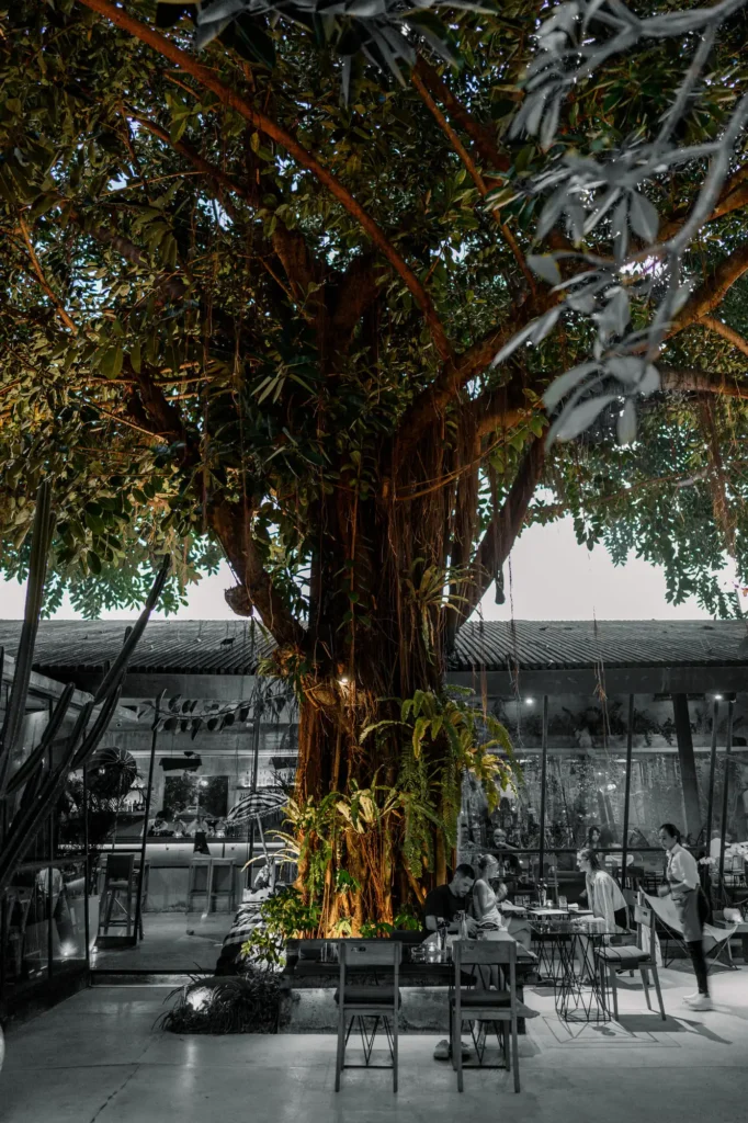 A large tree with abundant foliage and hanging vines serves as the focal point in an outdoor cafe.