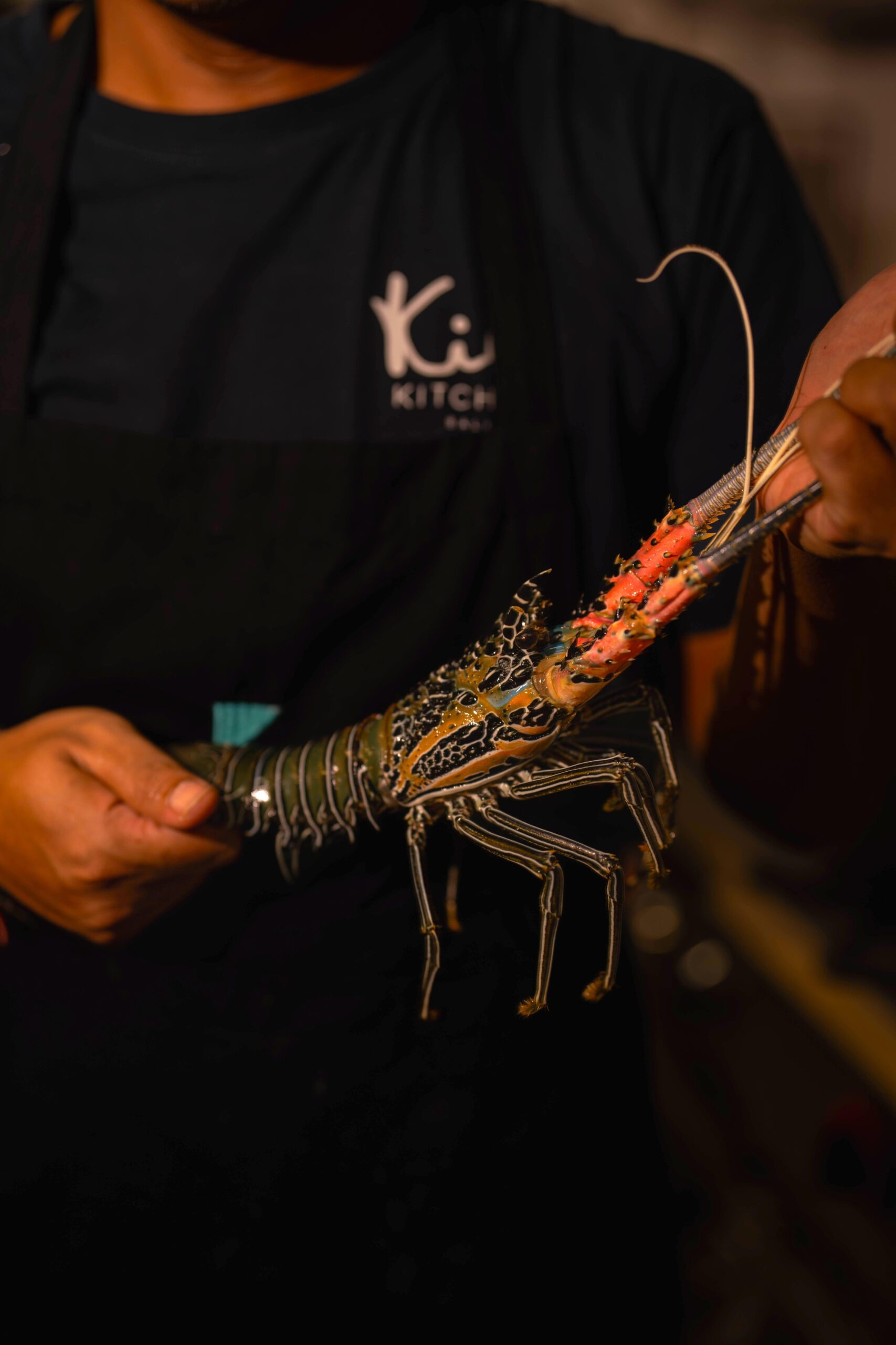 A chef holds a vibrant lobster, showcasing its colorful shell and long antennae against a dark background.