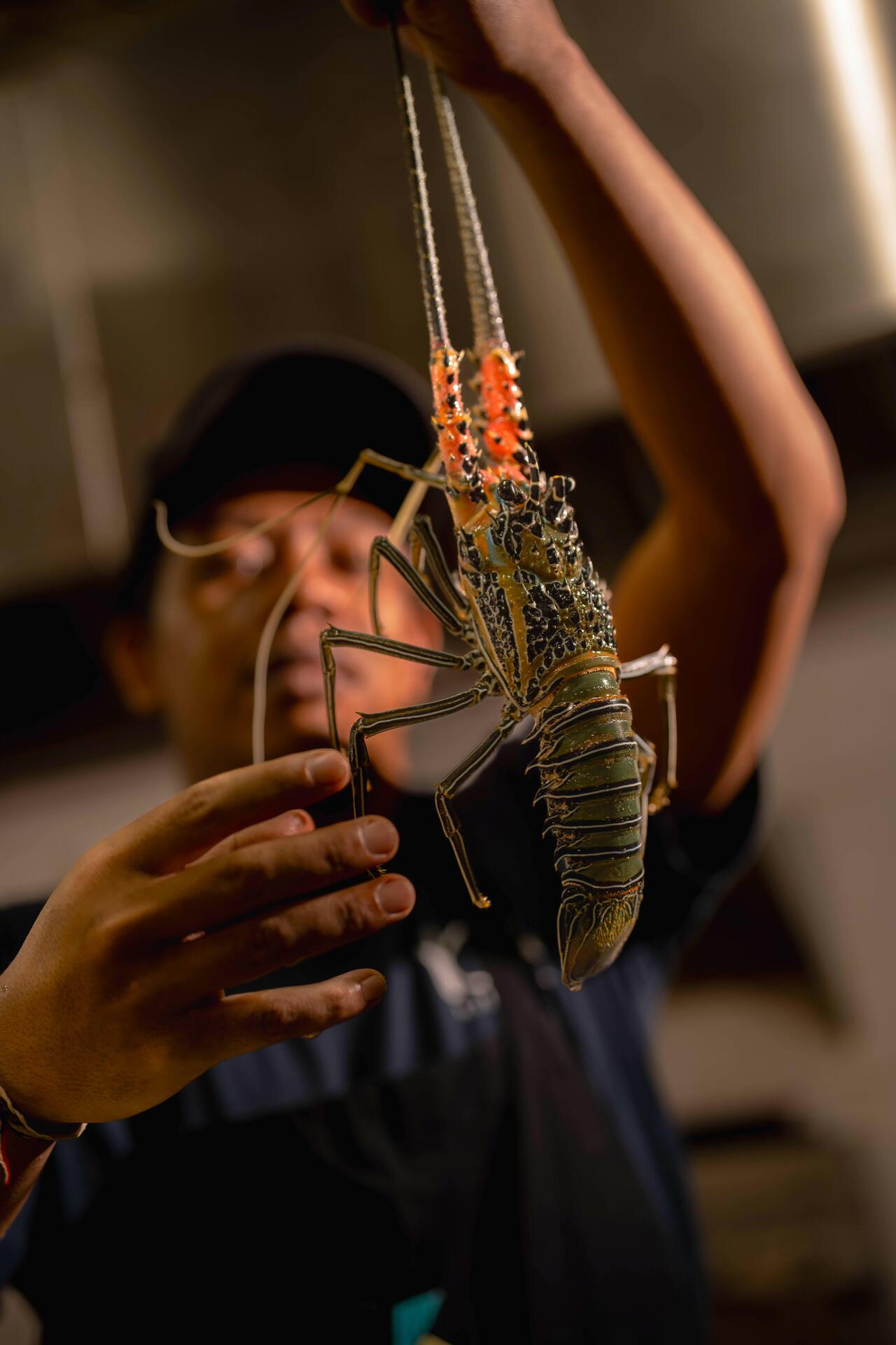 A person holds a large, vibrant lobster by its claws, showcasing its colorful shell and intricate details.