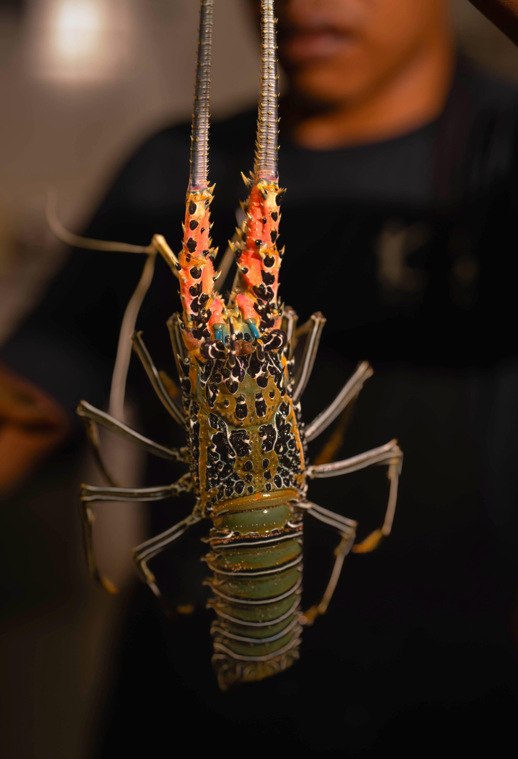 A vibrant lobster is held up, showcasing its colorful shell and long antennae against a dark background.